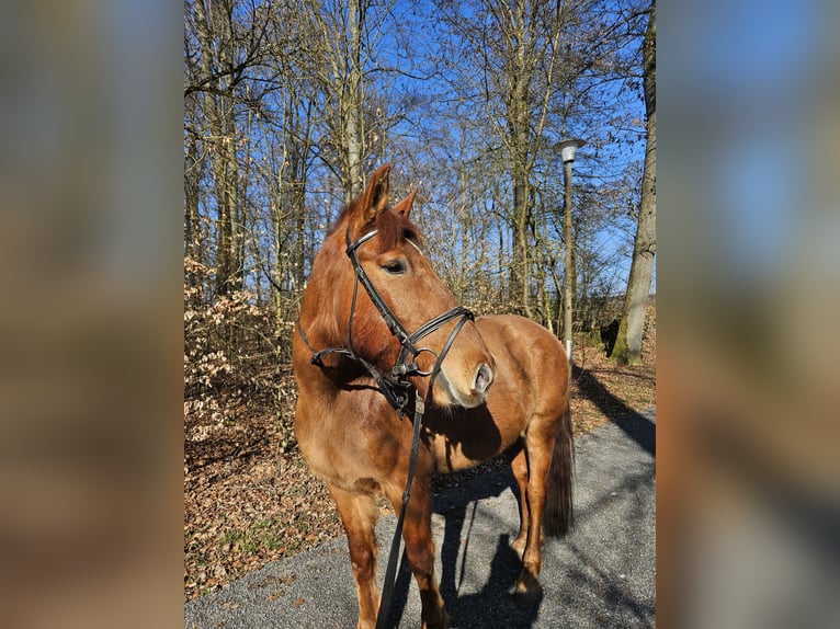 Other Warmbloods Gelding 15 years 16 hh Dun in Rennerod