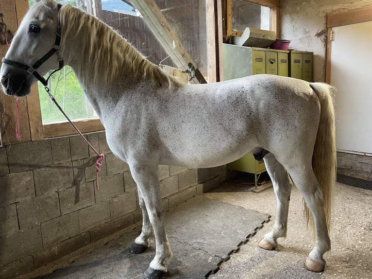 Other Warmbloods Gelding 15 years 16 hh Grey-Fleabitten in Telfs