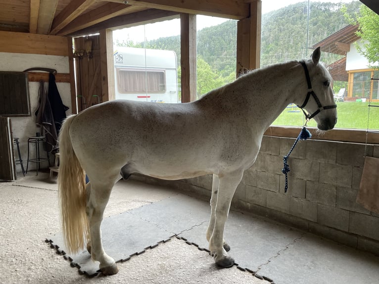 Other Warmbloods Gelding 15 years 16 hh Grey-Fleabitten in Telfs