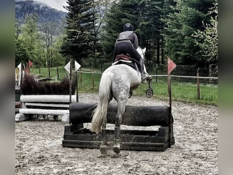 Other Warmbloods Gelding 15 years 17 hh Grey-Dapple in Wiener Neustadt