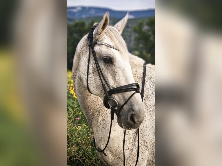 Other Warmbloods Gelding 15 years 17 hh Grey-Dapple in Wiener Neustadt