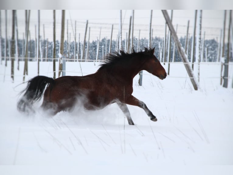 Other Warmbloods Gelding 16 years 15.2 hh Brown in Osseltshausen
