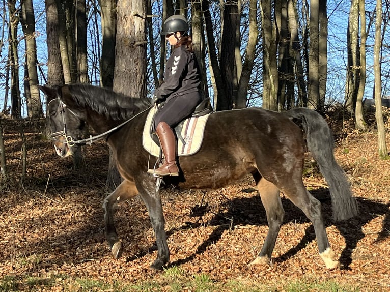 Other Warmbloods Gelding 16 years 15,2 hh Bay-Dark in Ursensollen