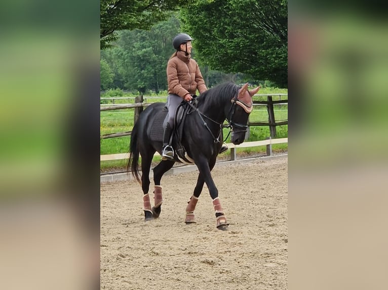 Other Warmbloods Gelding 16 years 15,2 hh Black in Lippstadt