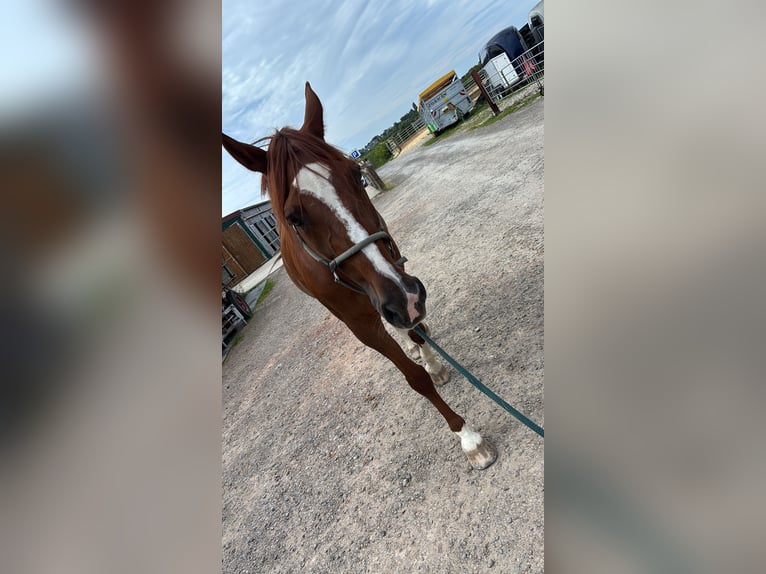 Other Warmbloods Gelding 16 years 16,2 hh Chestnut-Red in Stolberg (Rheinland)