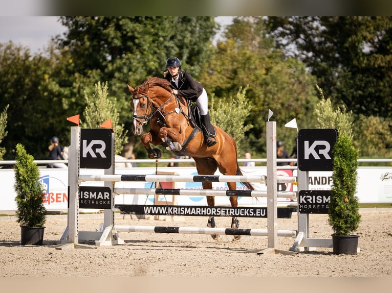 Other Warmbloods Gelding 16 years 16,2 hh Chestnut-Red in Stolberg (Rheinland)