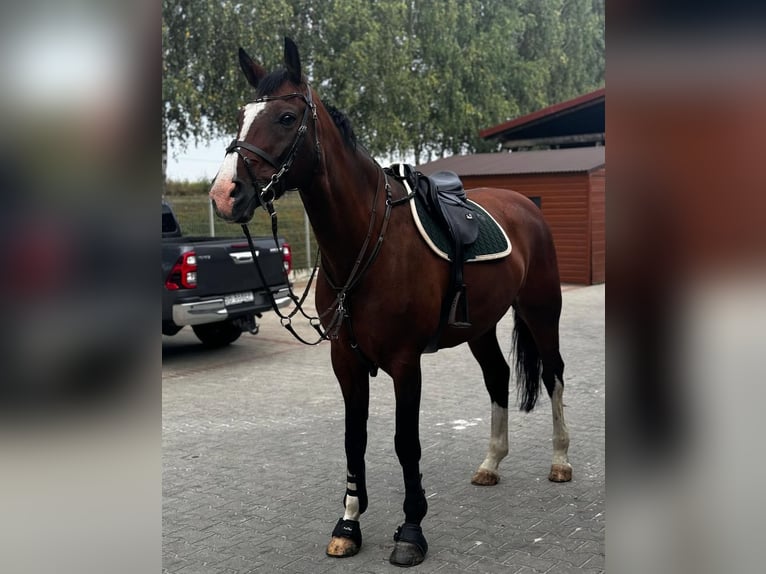Other Warmbloods Mix Gelding 16 years 17 hh Brown in Bielsko-Bia&#x142;a