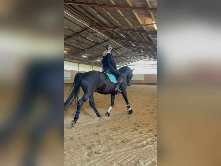 Other Warmbloods Gelding 17 years 15.2 hh Black in Bochumbochum