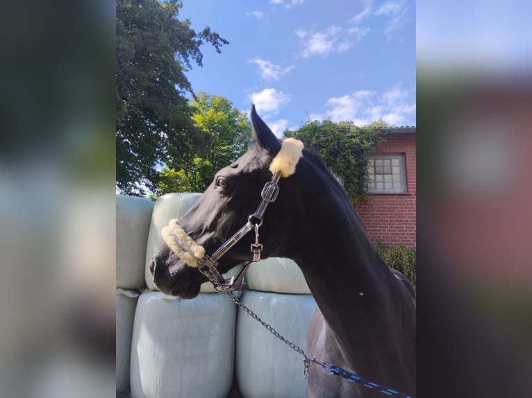 Other Warmbloods Gelding 17 years 15.2 hh Black in Bochumbochum