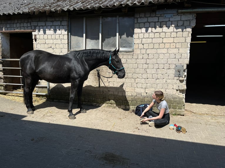 Other Warmbloods Gelding 17 years 15,2 hh Black in Bochumbochum