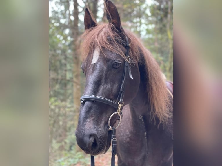 Other Warmbloods Gelding 17 years 15,3 hh Black in Baden-Baden