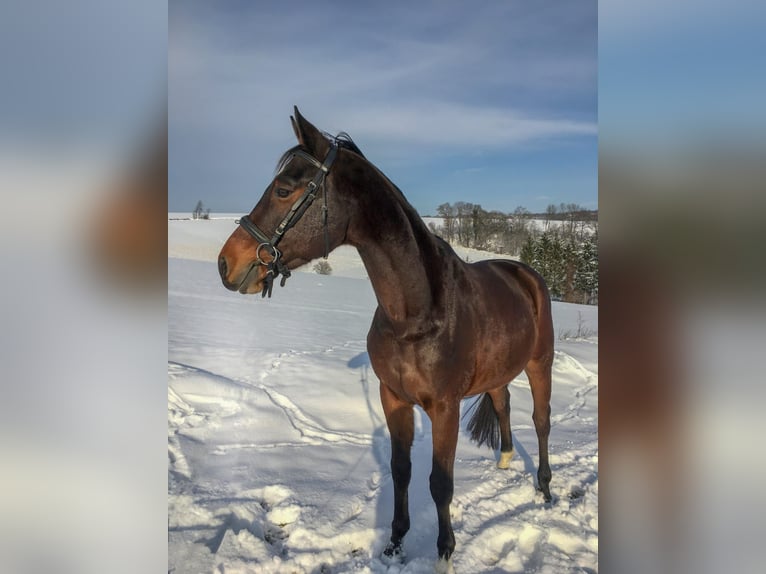 Other Warmbloods Gelding 17 years 16 hh Brown in Böheimkirchen Other Warmbloods Gelding 17 years 16 hh Brown in Böheimkirchen