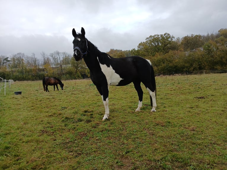 Other Warmbloods Gelding 17 years 16 hh Pinto in Bad Soden-Salm&#xFC;nster