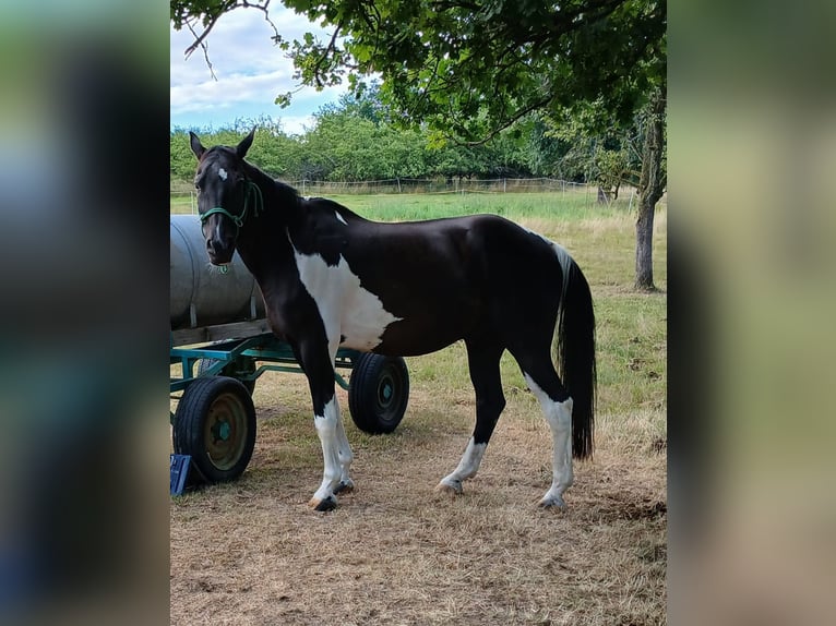 Other Warmbloods Gelding 17 years 16 hh Pinto in Bad Soden-Salm&#xFC;nster