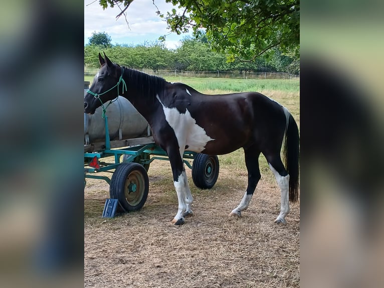 Other Warmbloods Gelding 17 years 16 hh Pinto in Bad Soden-Salm&#xFC;nster