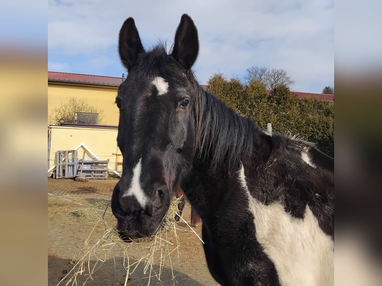 Other Warmbloods Gelding 17 years 16 hh Pinto in Bad Soden-Salm&#xFC;nster