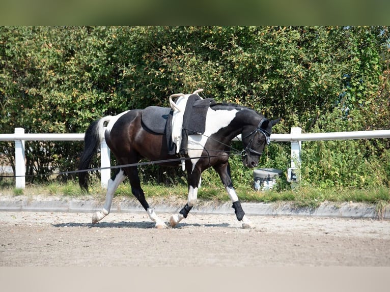 Other Warmbloods Gelding 17 years 16 hh Pinto in Bad Soden-Salm&#xFC;nster