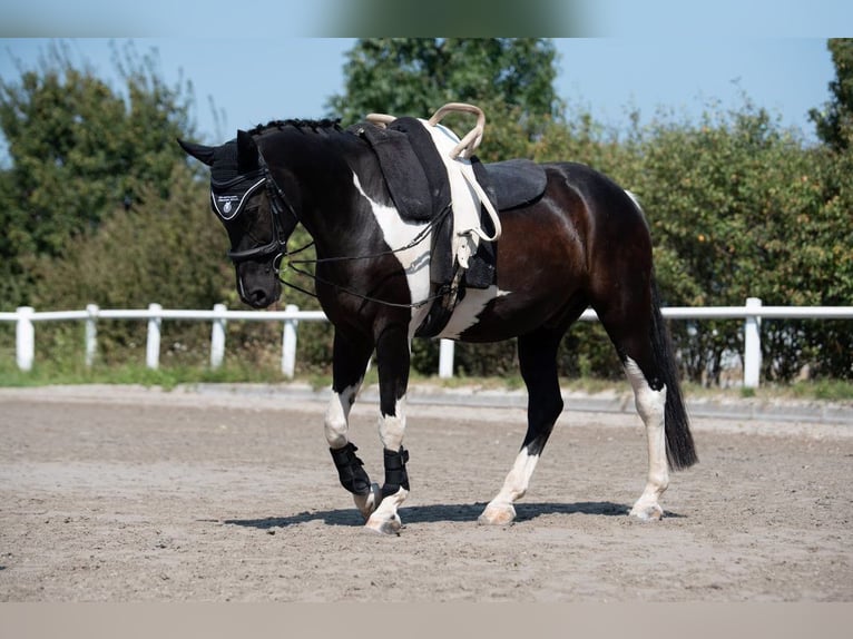 Other Warmbloods Gelding 17 years 16 hh Pinto in Bad Soden-Salm&#xFC;nster