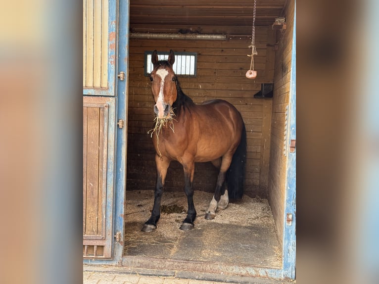 Other Warmbloods Gelding 18 years 14.2 hh Brown in Bernhardswald