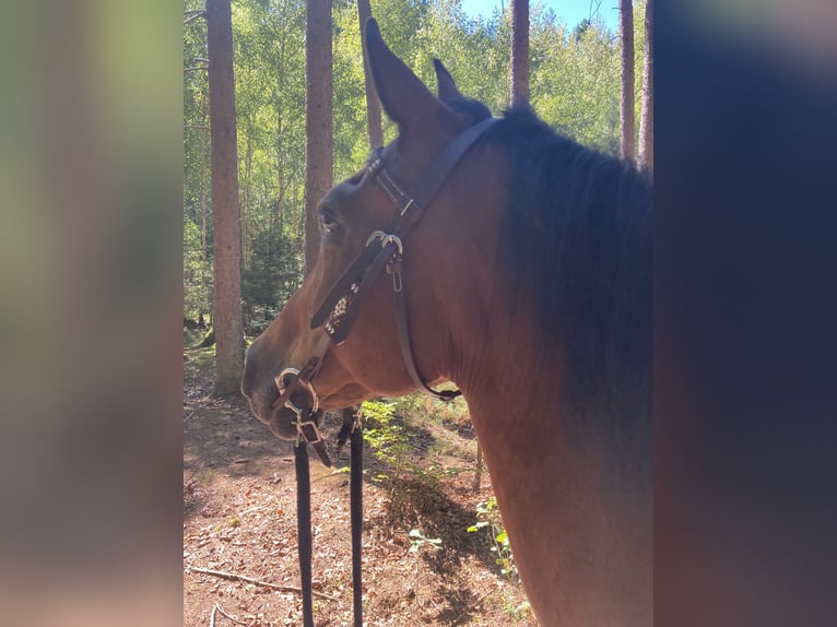 Other Warmbloods Gelding 18 years 14.2 hh Brown in Bernhardswald