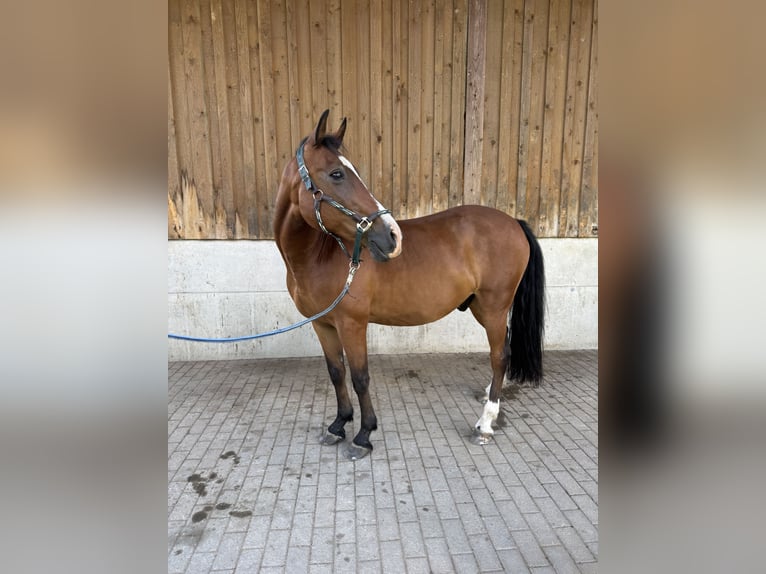 Other Warmbloods Gelding 18 years 14.2 hh Brown in Bernhardswald