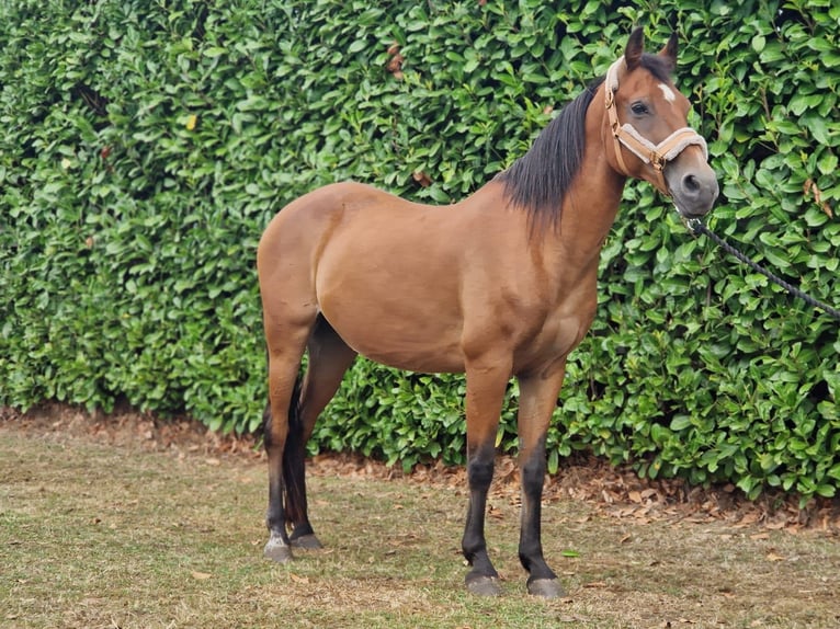 Other Warmbloods Mix Gelding 18 years 14,1 hh Brown in Elst utrecht