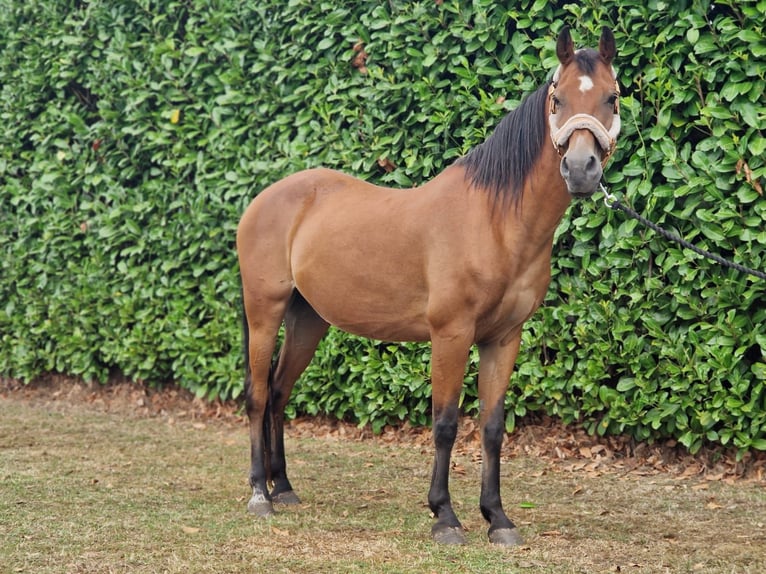 Other Warmbloods Mix Gelding 18 years 14,1 hh Brown in Elst utrecht