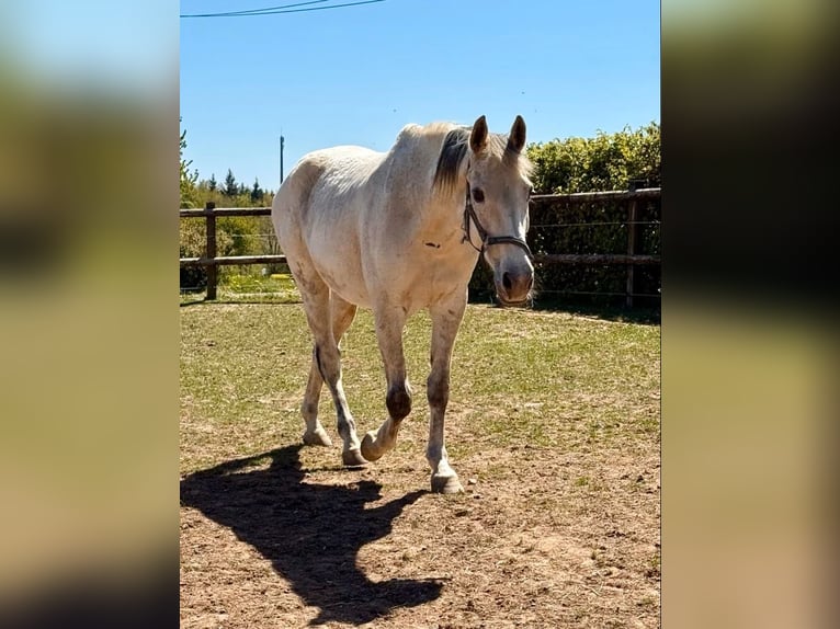 Other Warmbloods Gelding 18 years 15.2 hh Grey in Daleiden