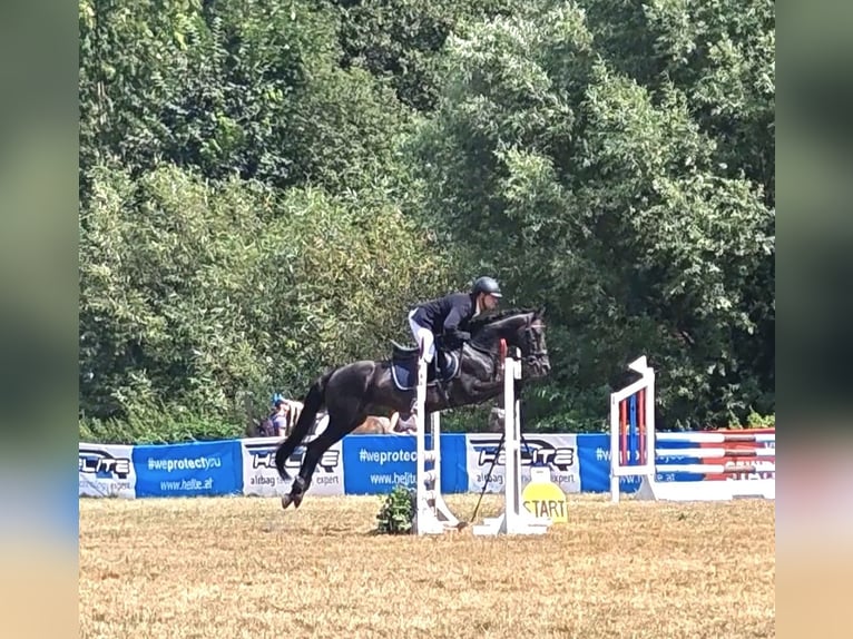 Other Warmbloods Gelding 18 years 15,1 hh Black in St. Marein bei Graz