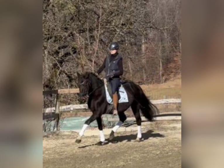 Other Warmbloods Gelding 18 years 15,1 hh Black in St. Marein bei Graz