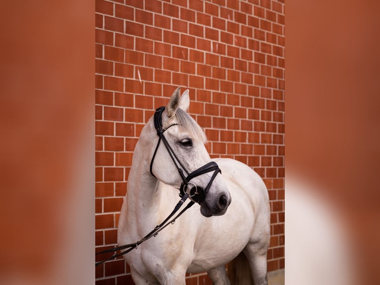 Other Warmbloods Mix Gelding 18 years 15,2 hh Grey in Br&#xFC;ck