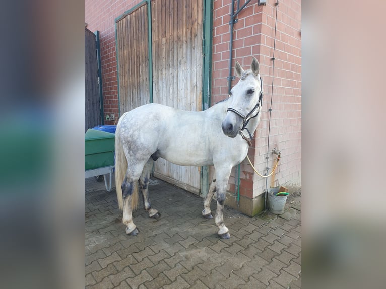 Other Warmbloods Mix Gelding 18 years 15,2 hh Grey in Br&#xFC;ck