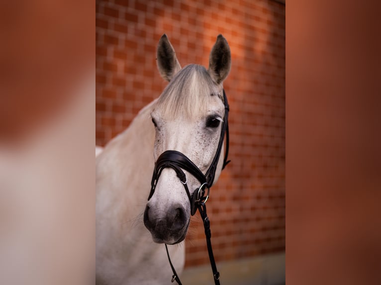 Other Warmbloods Mix Gelding 18 years 15,2 hh Grey in Br&#xFC;ck