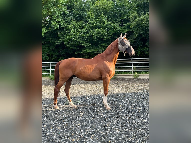 Other Warmbloods Gelding 18 years 16,1 hh Chestnut-Red in Train