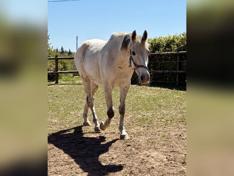 Other Warmbloods Gelding 18 years 16 hh Grey in Daleiden