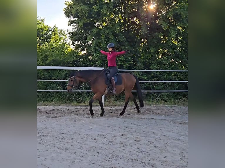 Other Warmbloods Gelding 19 years 15.2 hh  in Homberg (Efze)