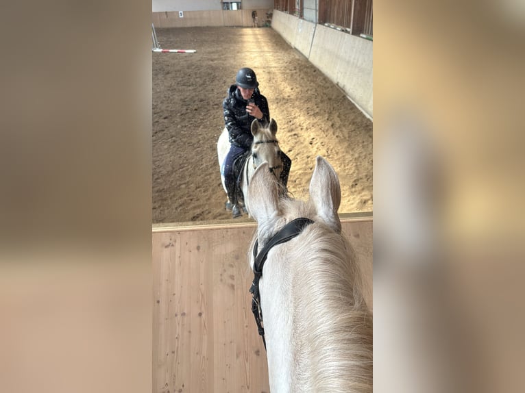Other Warmbloods Gelding 19 years 15,1 hh Grey in Ruden