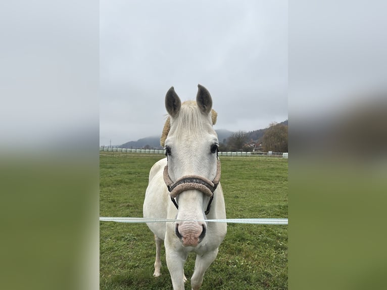 Other Warmbloods Gelding 19 years 15,1 hh Grey in Ruden