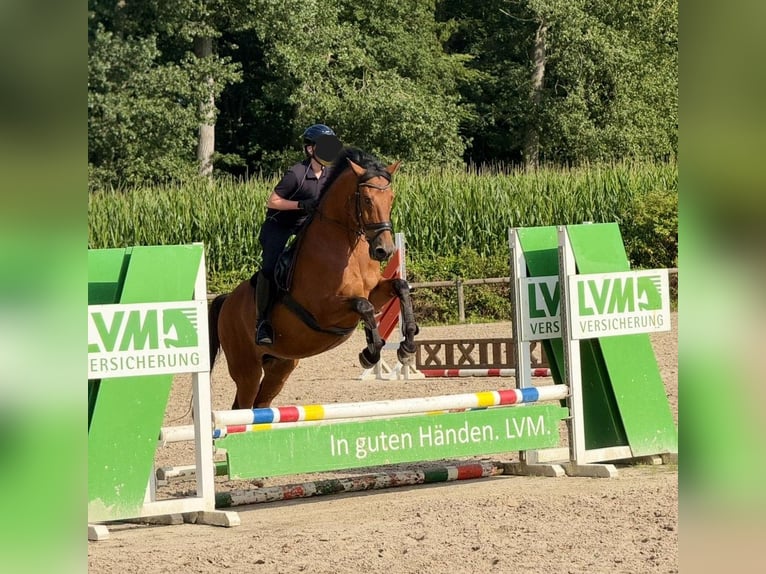 Other Warmbloods Gelding 19 years 16 hh Brown in Havixbeck