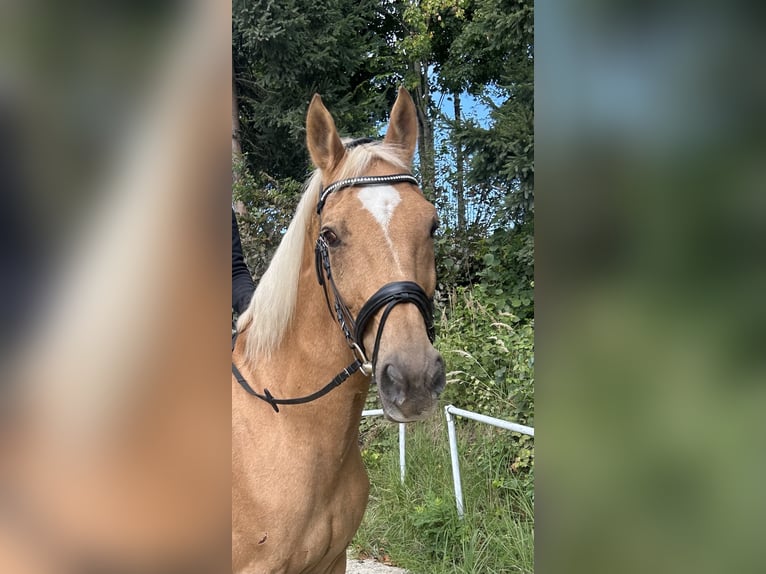 Other Warmbloods Gelding 19 years 16,1 hh Chestnut-Red in Pelmberg