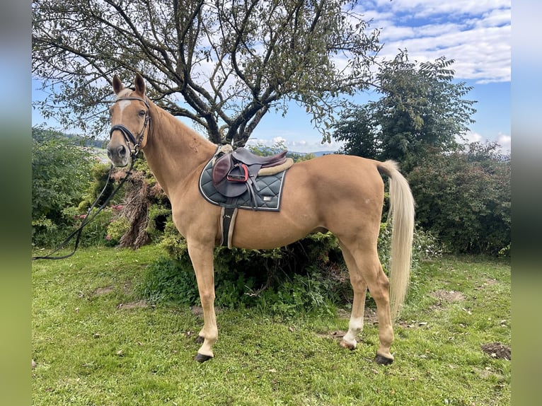 Other Warmbloods Gelding 19 years 16,1 hh Chestnut-Red in Pelmberg