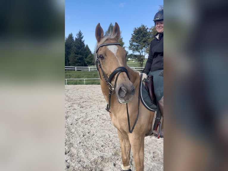 Other Warmbloods Gelding 19 years 16,1 hh Chestnut-Red in Pelmberg