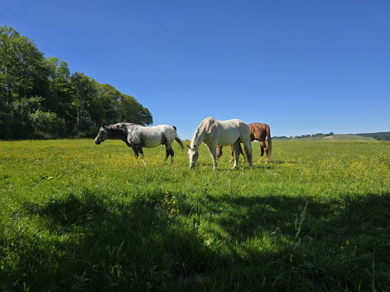 Other Warmbloods Gelding 19 years 17,3 hh Grey in Aspach Other Warmbloods Gelding 19 years 17,3 hh Grey in Aspach