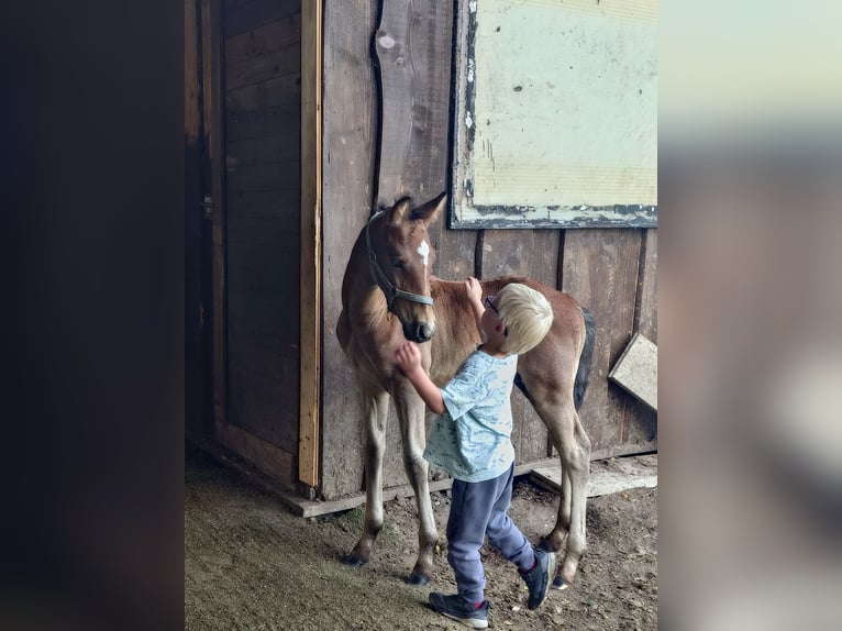 Other Warmbloods Mix Gelding 1 year 15,1 hh Can be white in Wolfsburg