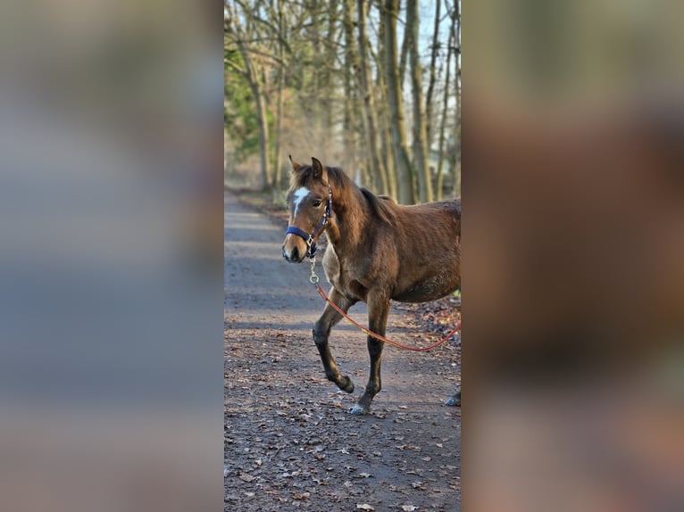 Other Warmbloods Mix Gelding 1 year 15,1 hh Can be white in Wolfsburg