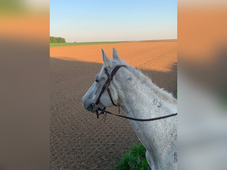 Other Warmbloods Gelding 20 years 15,2 hh Grey in Stuttgart Riedenberg