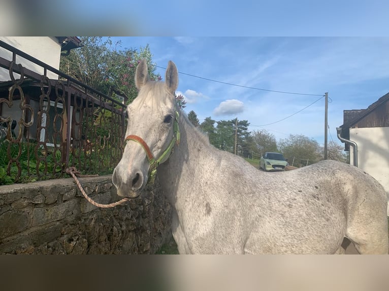 Other Warmbloods Gelding 20 years 15,2 hh Grey in Stuttgart Riedenberg