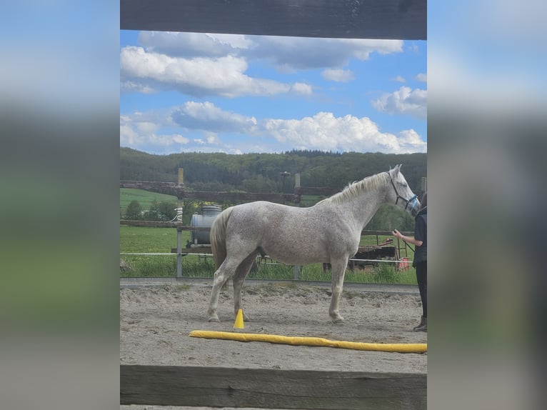 Other Warmbloods Mix Gelding 20 years 15,2 hh White in Lohra