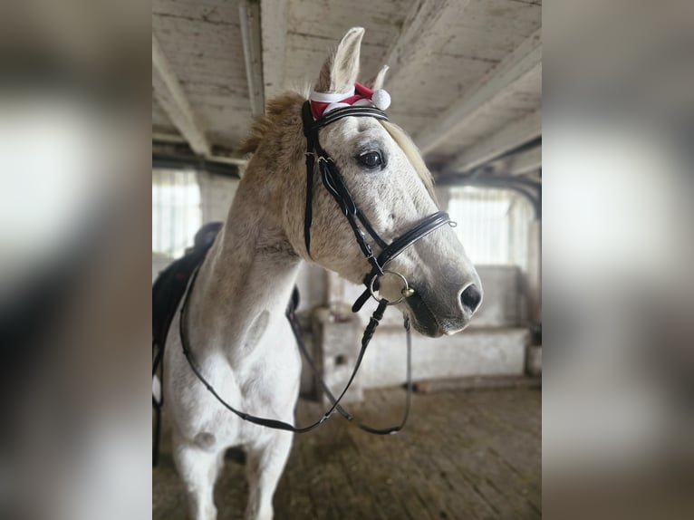 Other Warmbloods Mix Gelding 20 years 15,2 hh White in Lohra