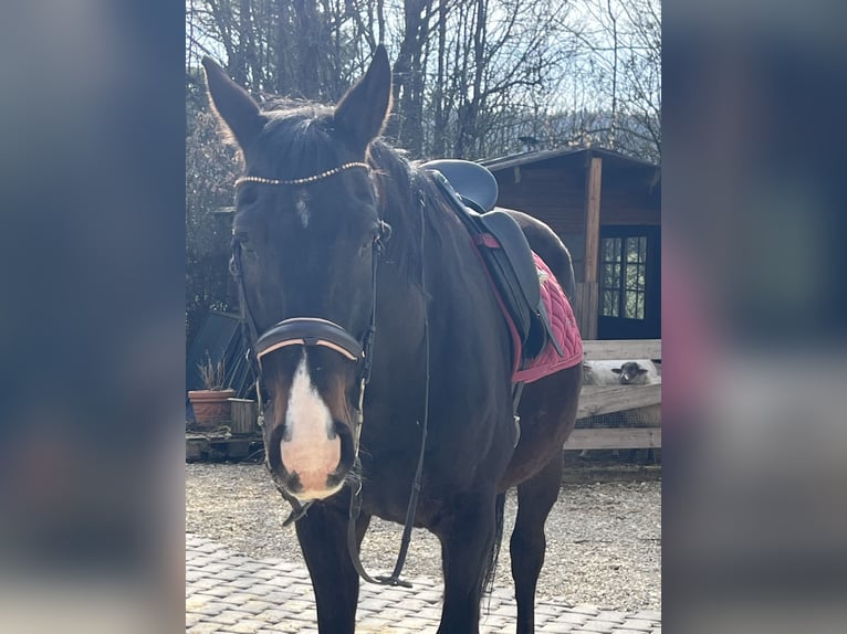 Other Warmbloods Gelding 21 years 16 hh Bay-Dark in Ursensollen